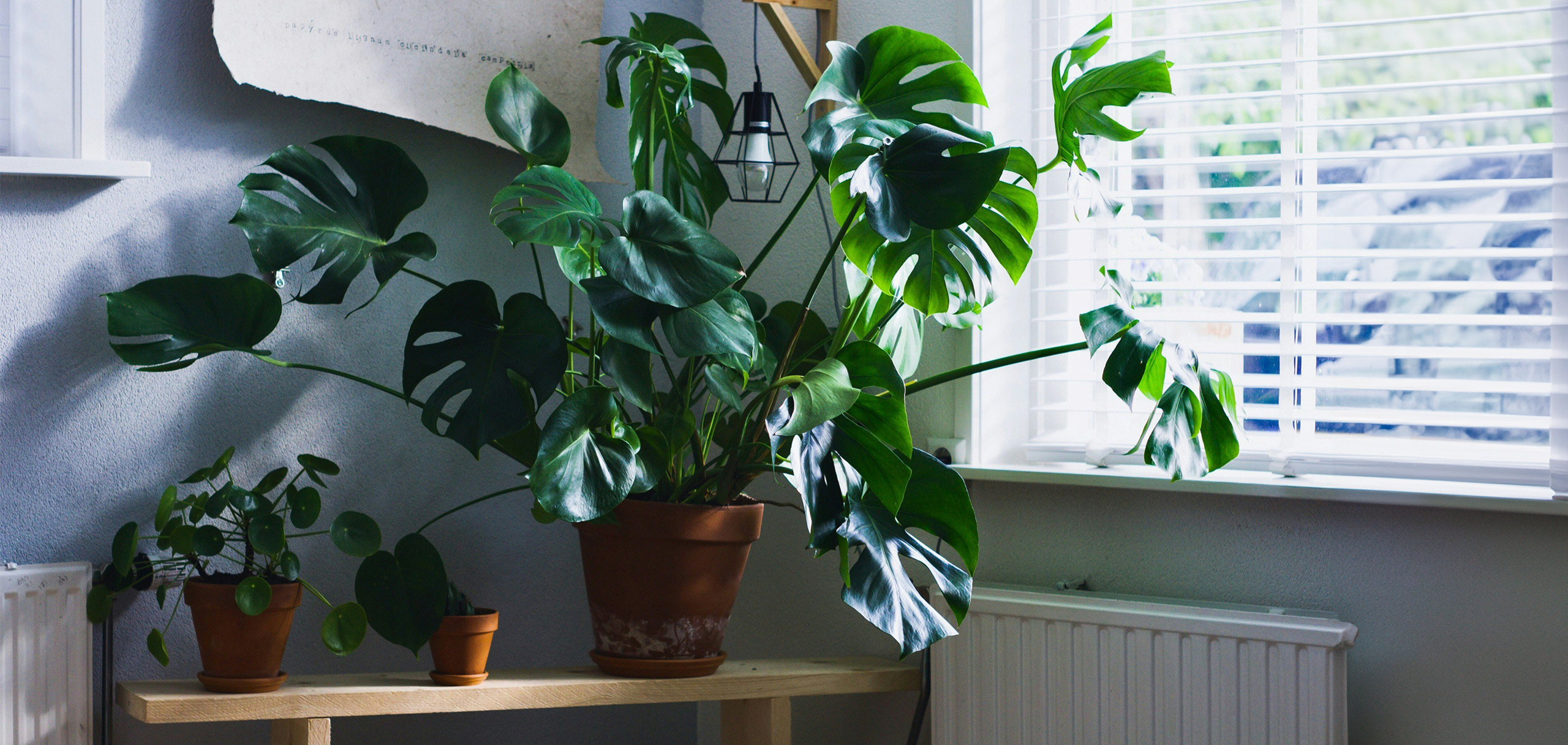 整骨院の開院祝いのお花を贈る際のマナー