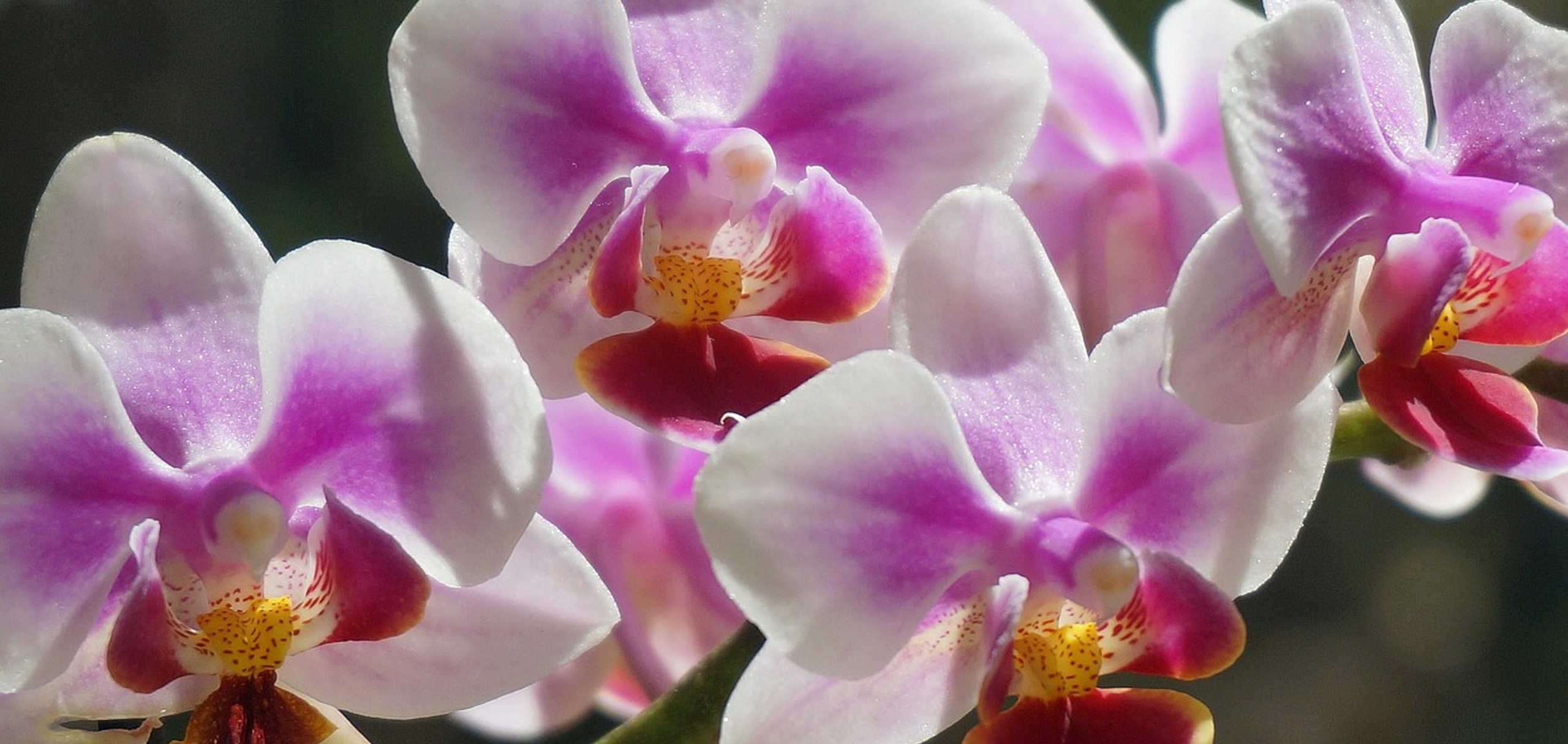 焼肉屋に贈るお花の相場