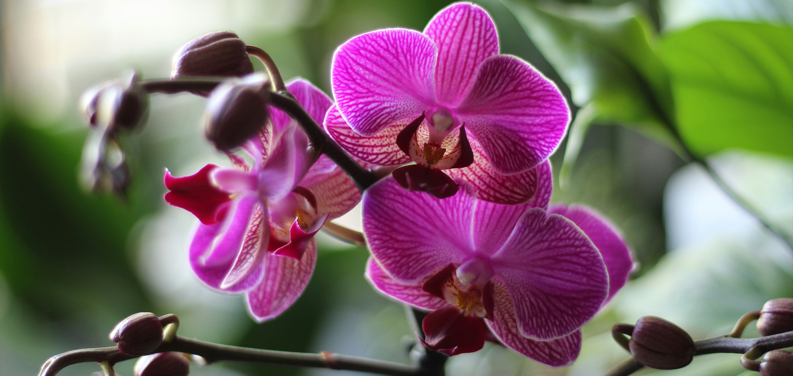 ラーメン店に贈るお花の相場