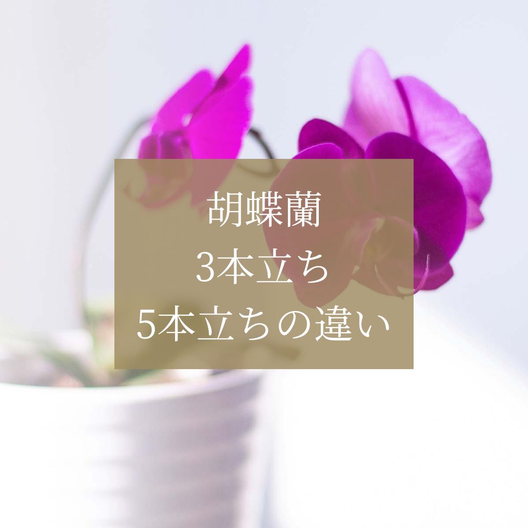 胡蝶蘭3本立ちと5本立ちの違いと選び方