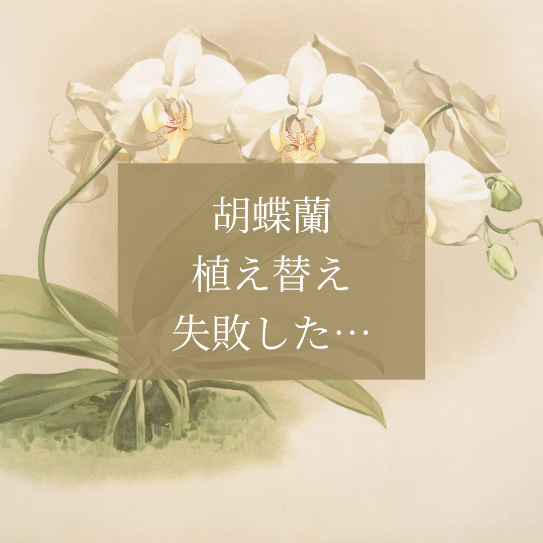 胡蝶蘭の植え替え失敗例と改善策を解説