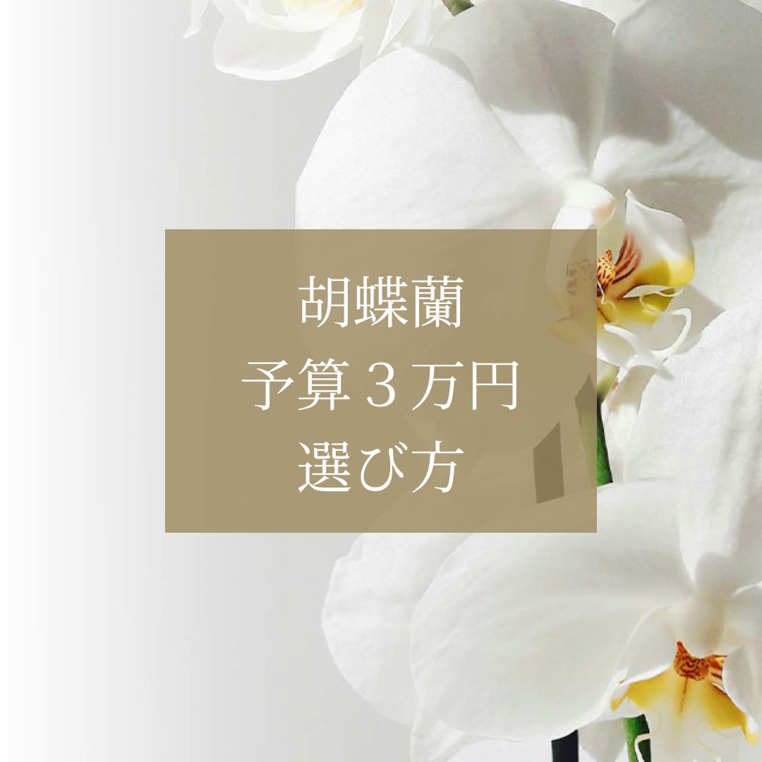 予算3万円の胡蝶蘭は「しょぼい」？「見劣りしない」立派な花を選ぶプロの目線