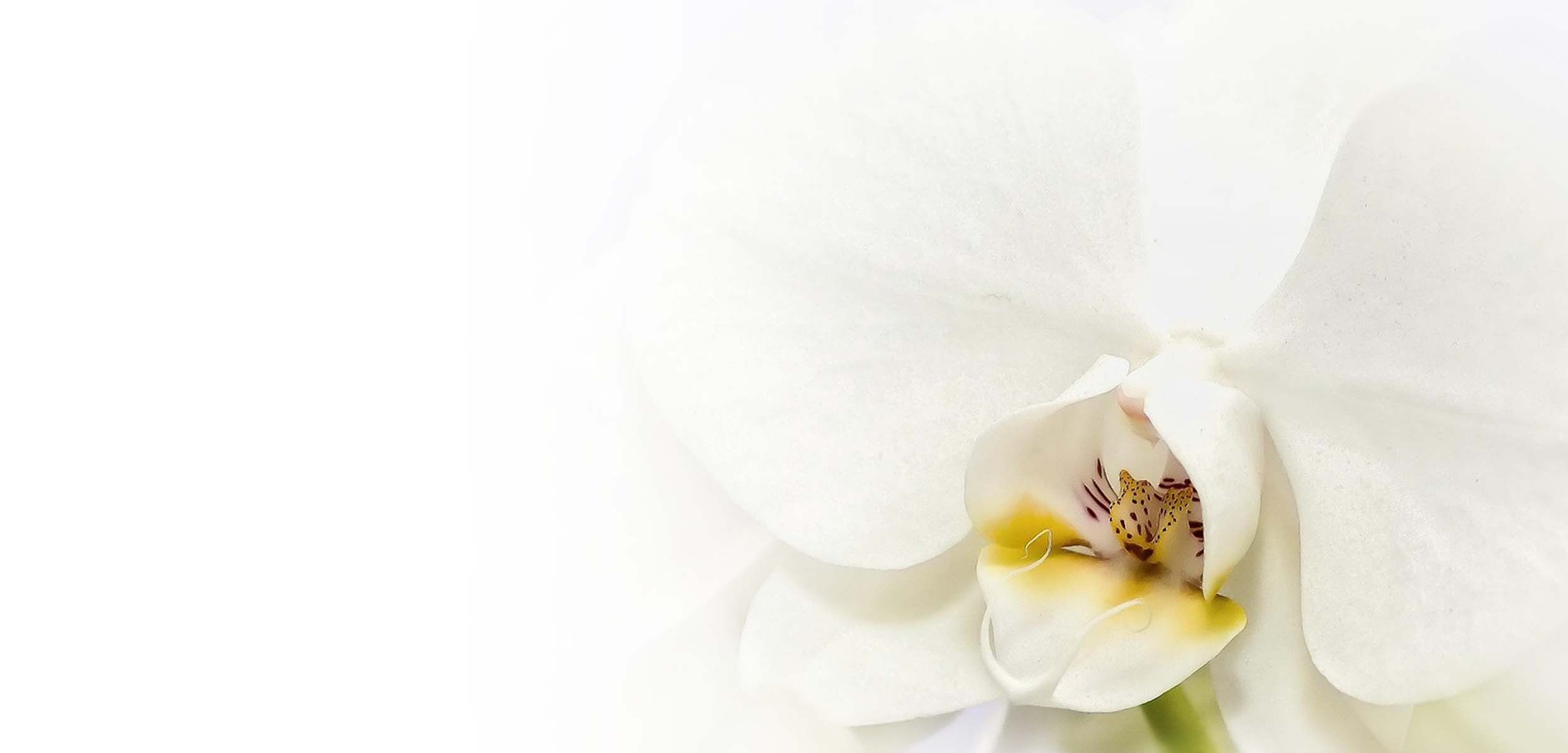 胡蝶蘭の増やし方③: 胴切り(どうぎり)による増やし方