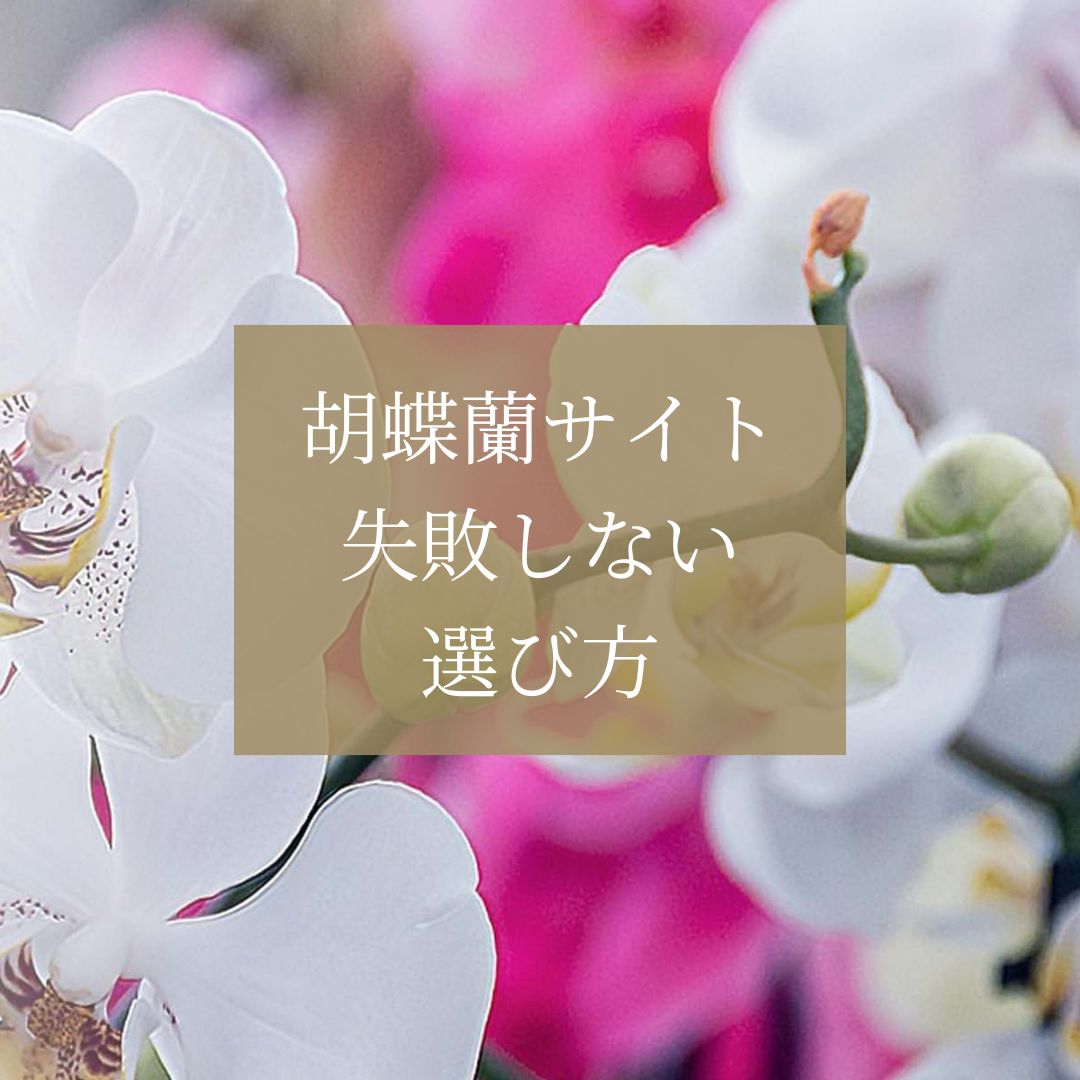 【プロが解説】胡蝶蘭の手配で「失敗しないサイト」の選び方。5つの必須チェックポイント