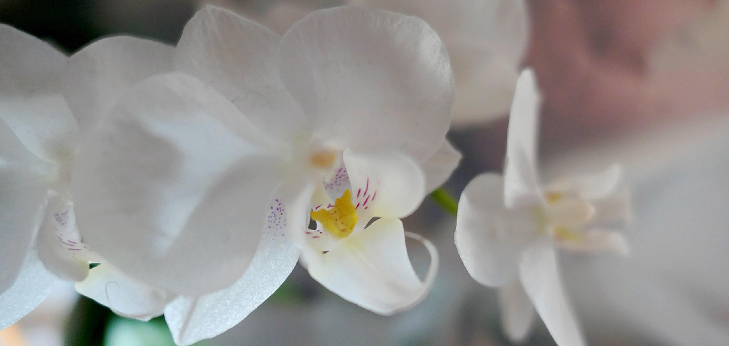 お花の窓口は東京の老舗「ユー花園」が運営