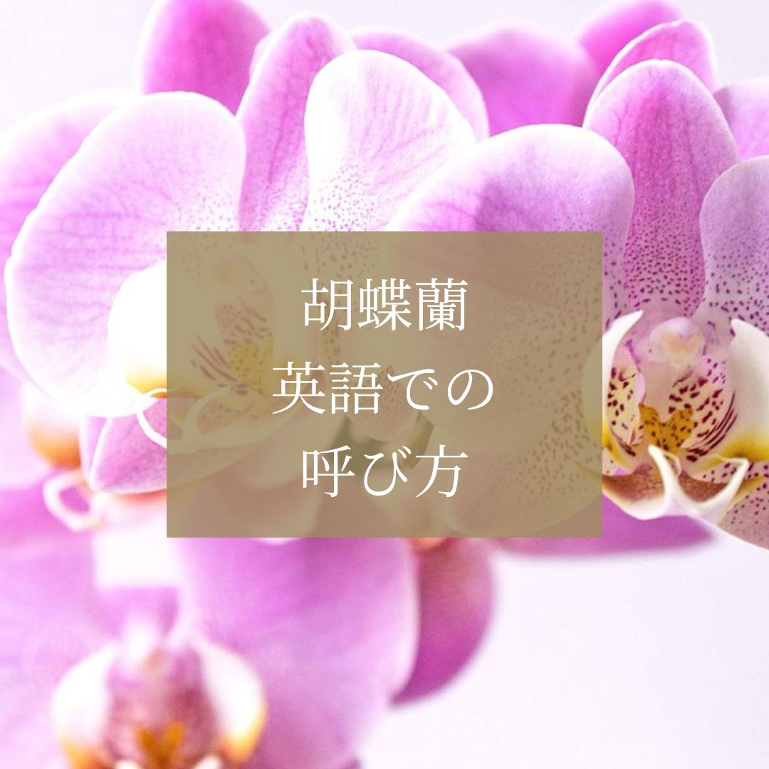 胡蝶蘭を英語で呼ぶと？由来と意味