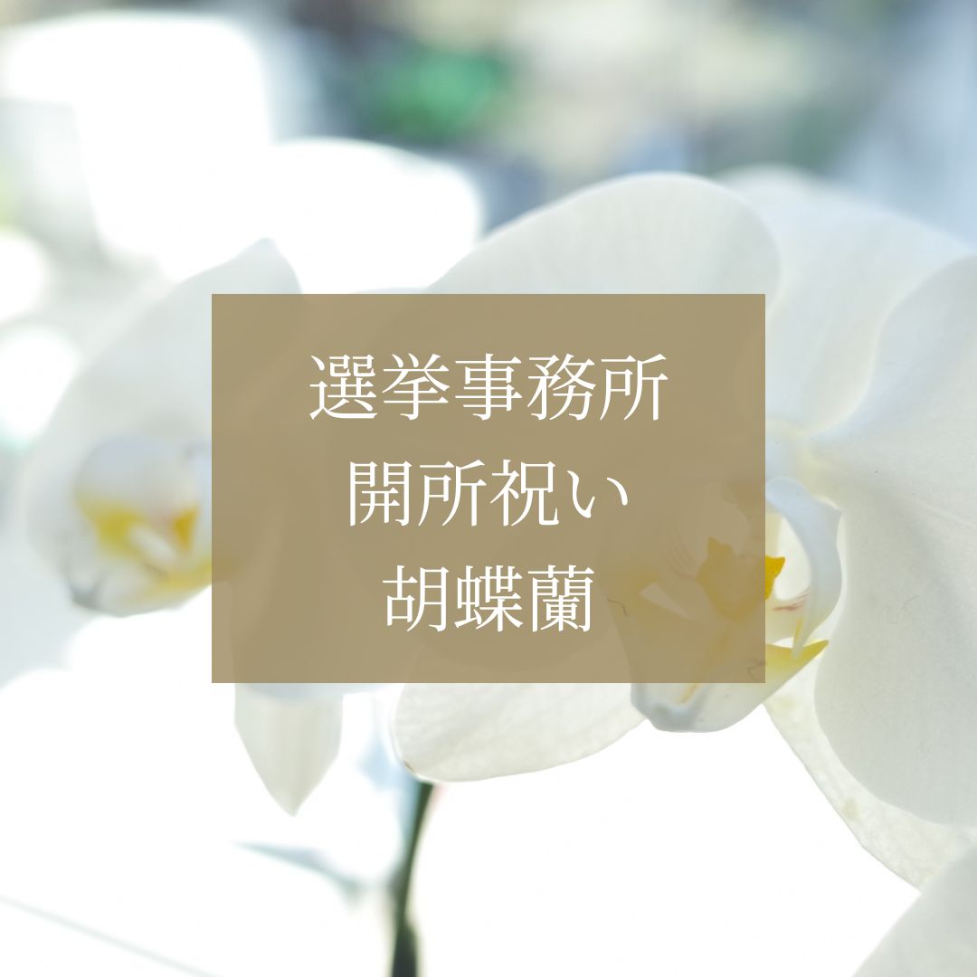 選挙事務所開きに贈る胡蝶蘭の選び方と価格