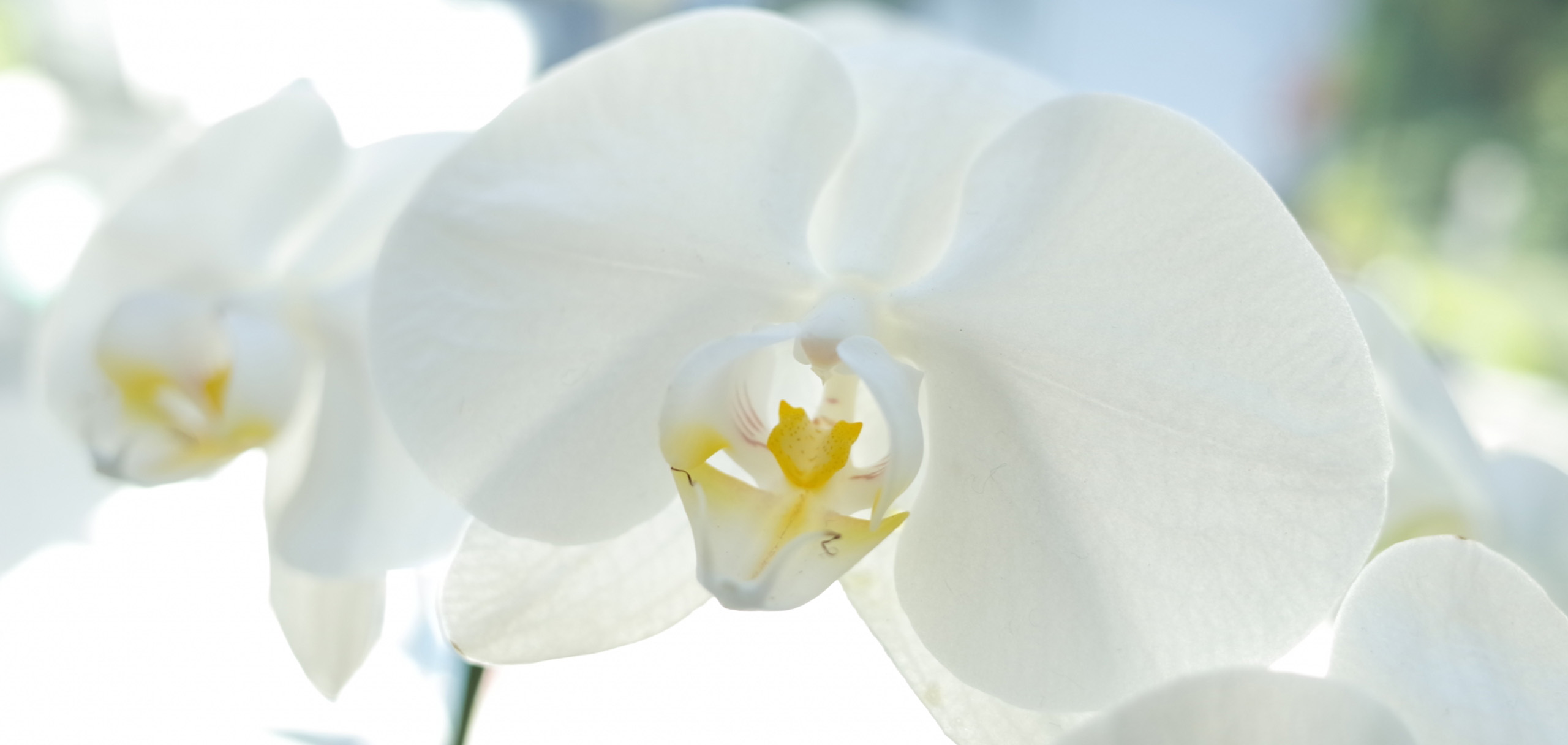 胡蝶蘭の選び方のポイント