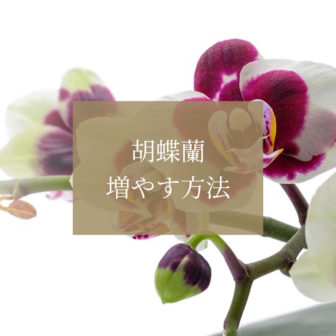 初心者必見!胡蝶蘭を増やす基本の手順とコツ