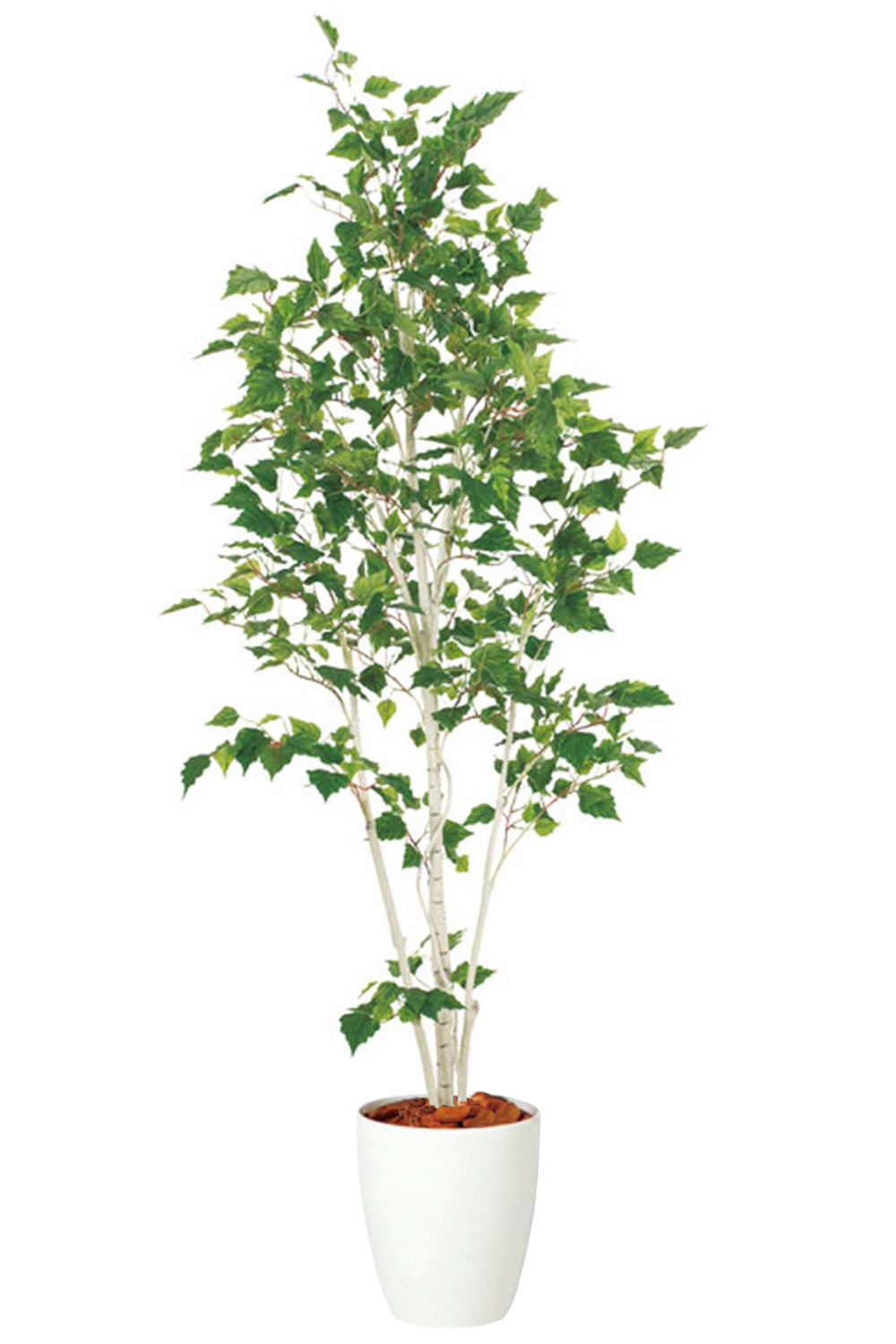 画像：【光触媒の観葉植物】シラカバグリーン(造花) 高さ180cm