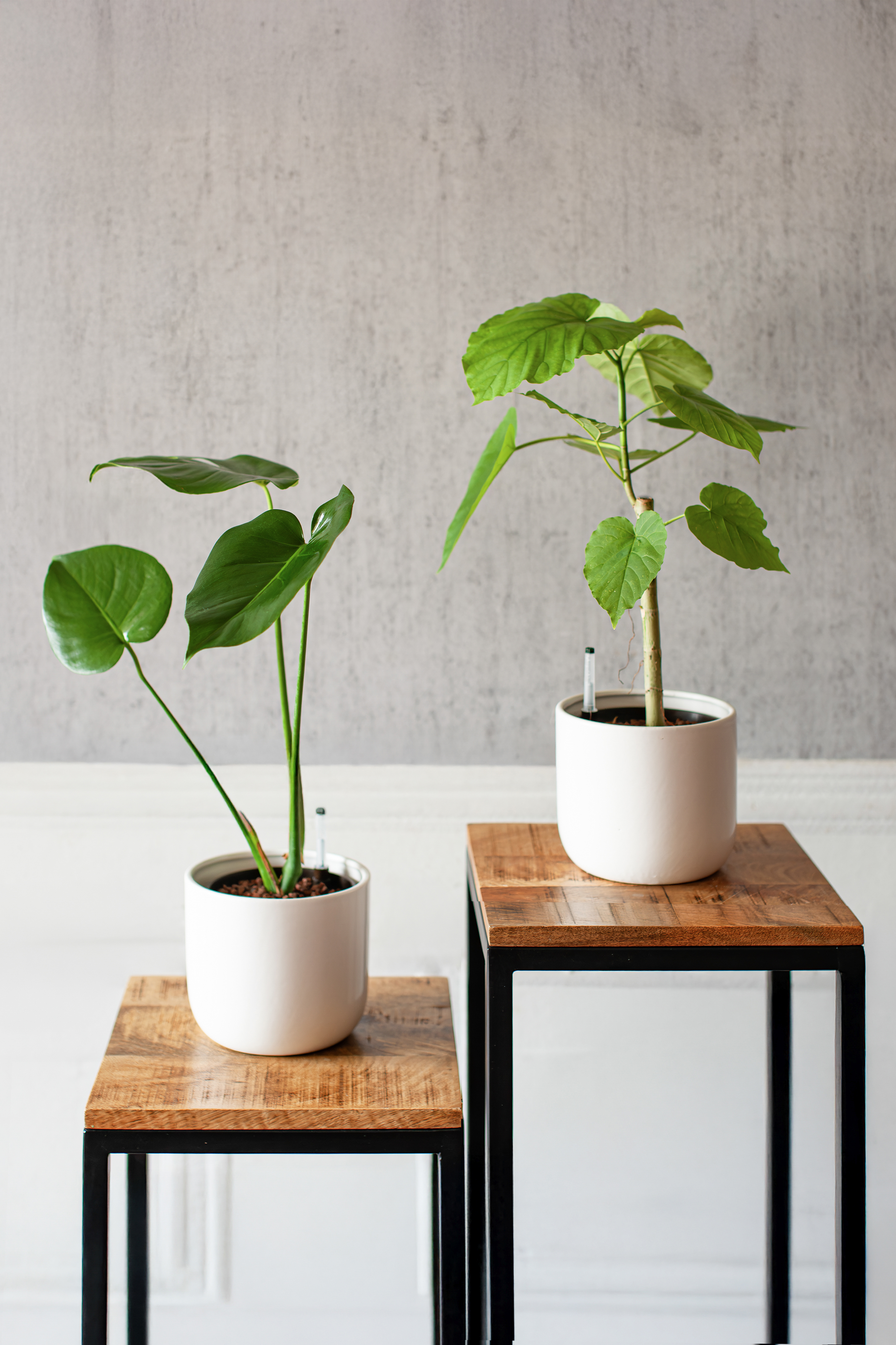 画像：【厳選】Monotone130  white　2個set　お任せ観葉植物　産地直送