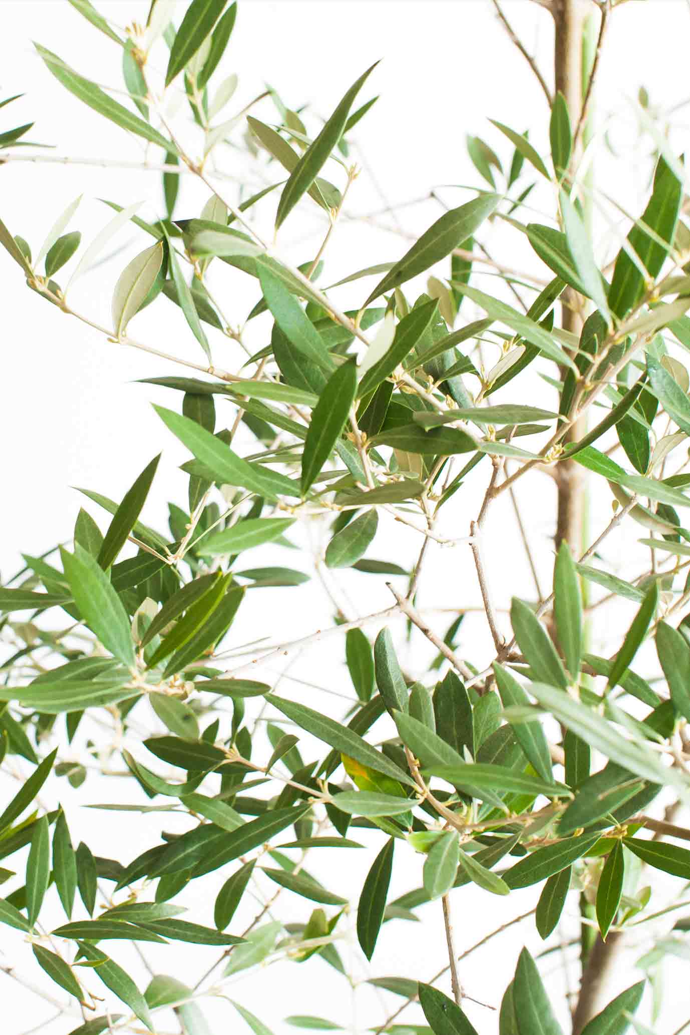 観葉植物 お祝い お供えの花通販ギフトは送料無料の お花の窓口 へ