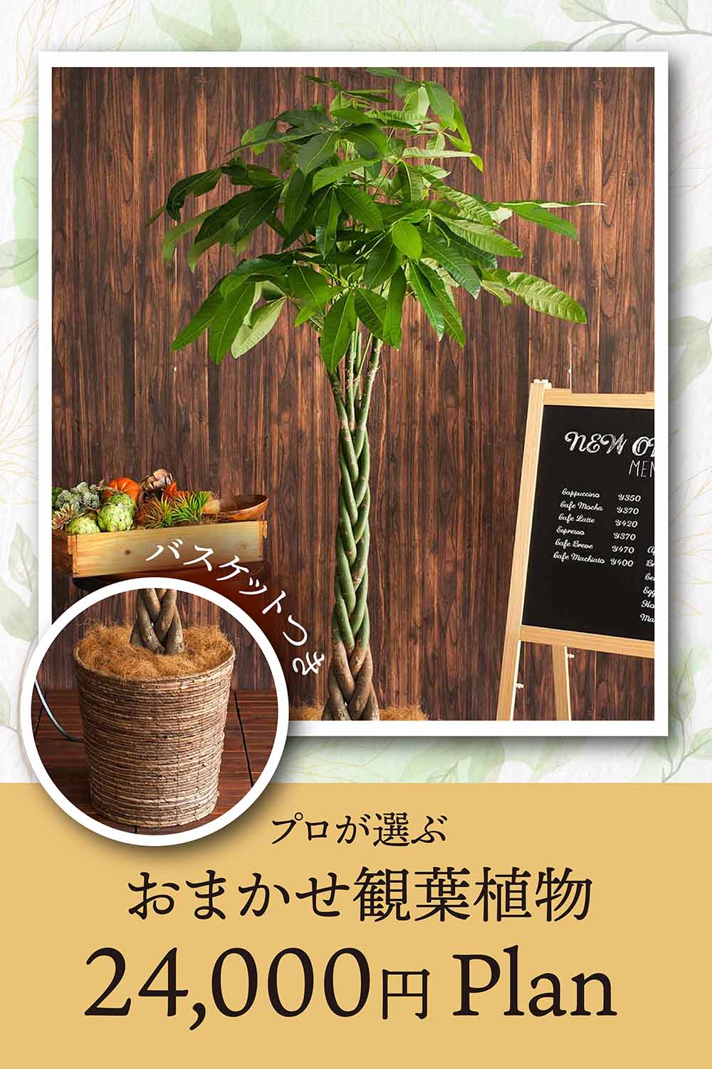 画像：【観葉植物おまかせ】＜バスケット付き＞季節のおまかせ観葉植物 Mサイズ
