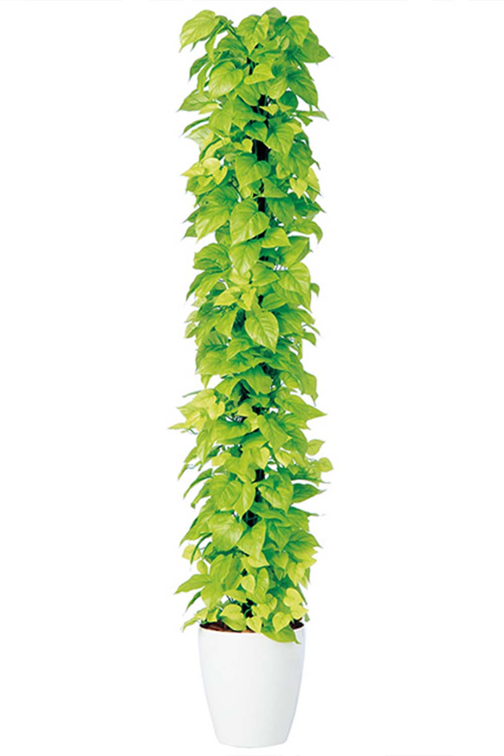 画像：【光触媒の観葉植物】ライムポトスヘゴ(造花) 高さ150cm 【造花】
