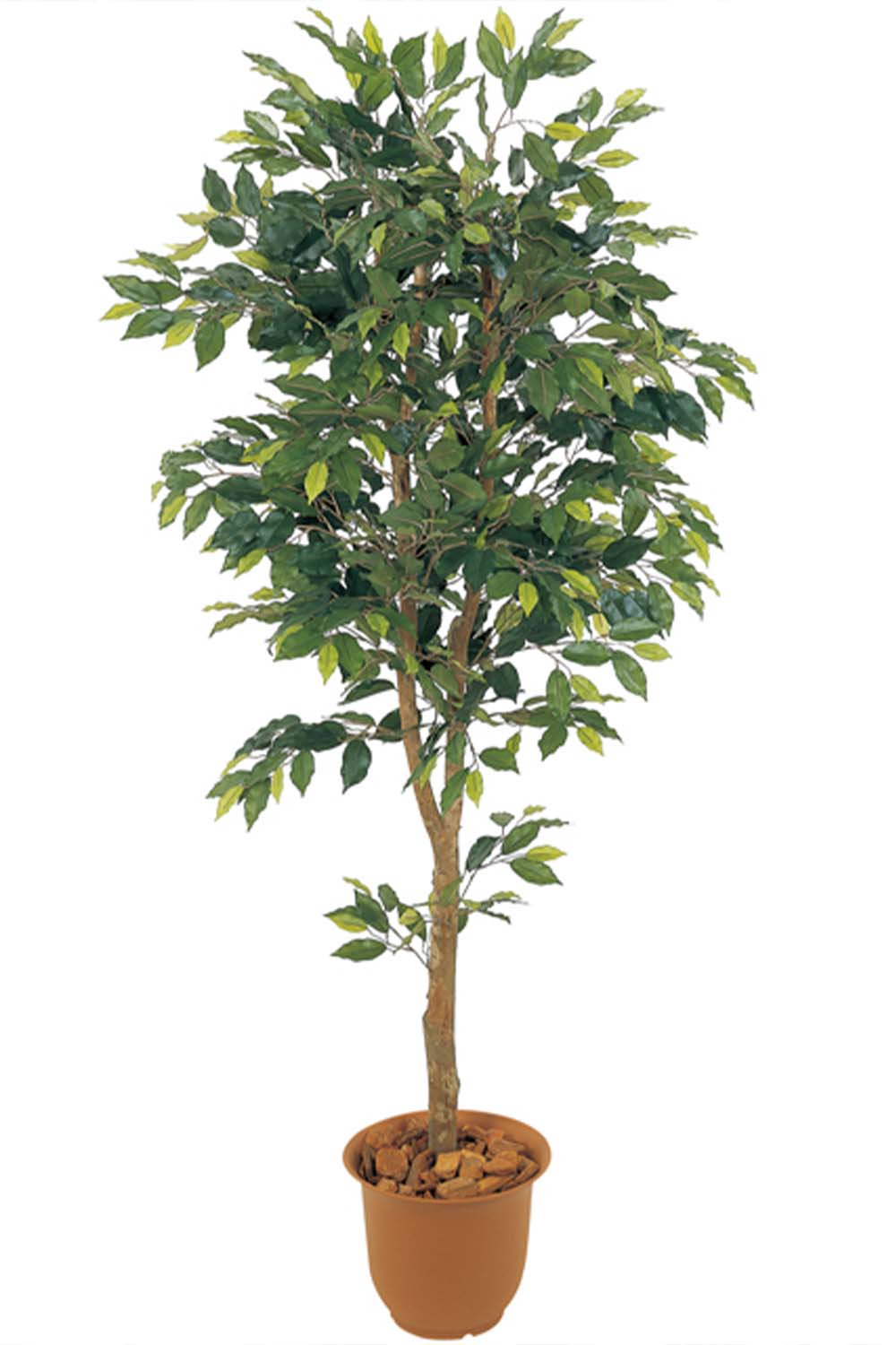 画像：【光触媒の観葉植物】ベンジャミン(造花) 高さ150cm