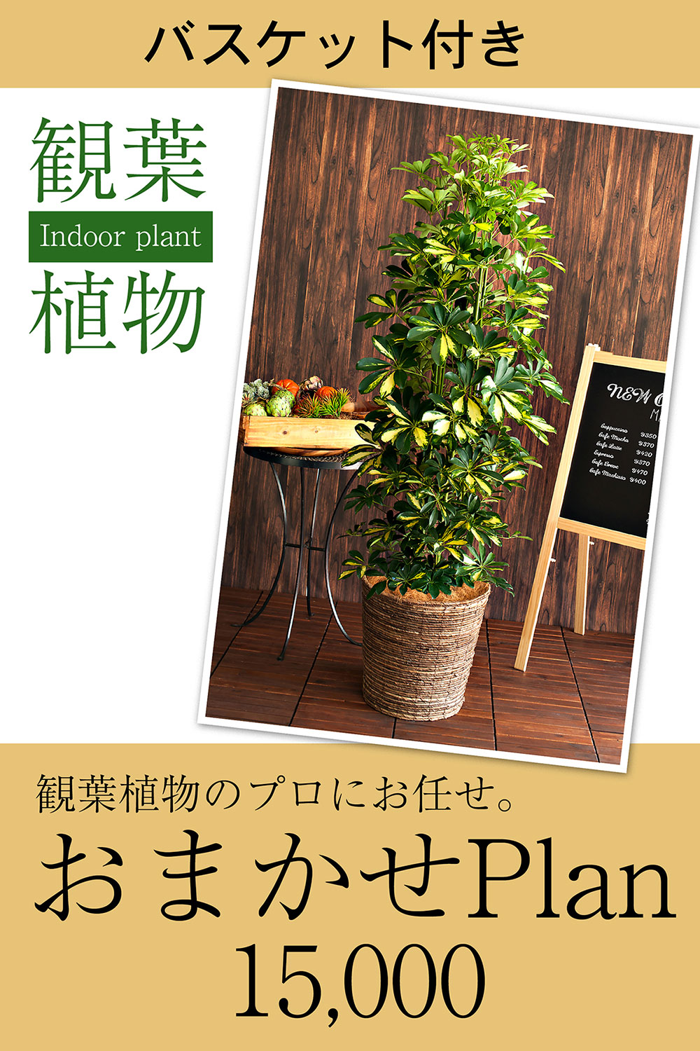 観葉植物 15 001 000円 お祝い お供えの花通販ギフトは送料無料の お花の窓口 へ